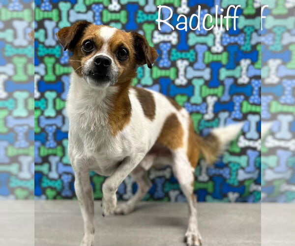 Medium Photo #1 Chihuahua-Unknown Mix Puppy For Sale in Arcadia, FL, USA