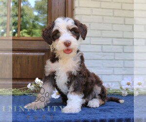 Bernedoodle (Miniature) Puppy for sale in NARVON, PA, USA