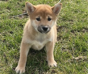 Shiba Inu Puppy for sale in CANOGA, NY, USA