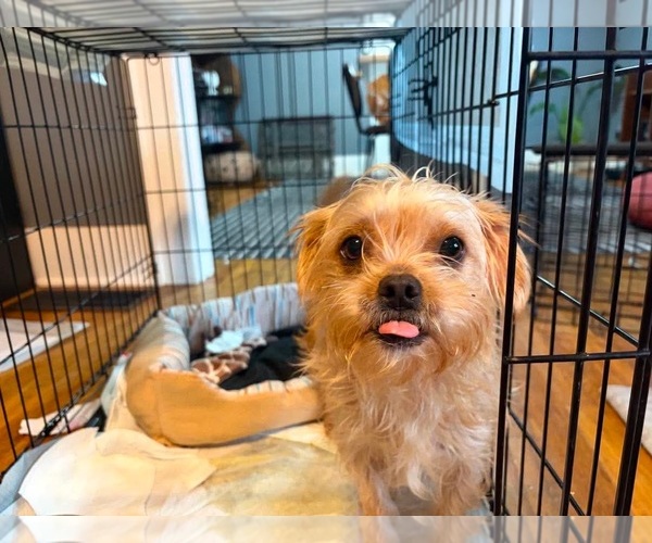 Medium Photo #2 Maltese-Unknown Mix Puppy For Sale in Grafton, WI, USA