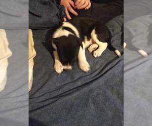 Australian Cattle Dog-Border Collie Mix Puppy for sale in FOLEY, MN, USA