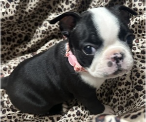 Medium Boston Terrier