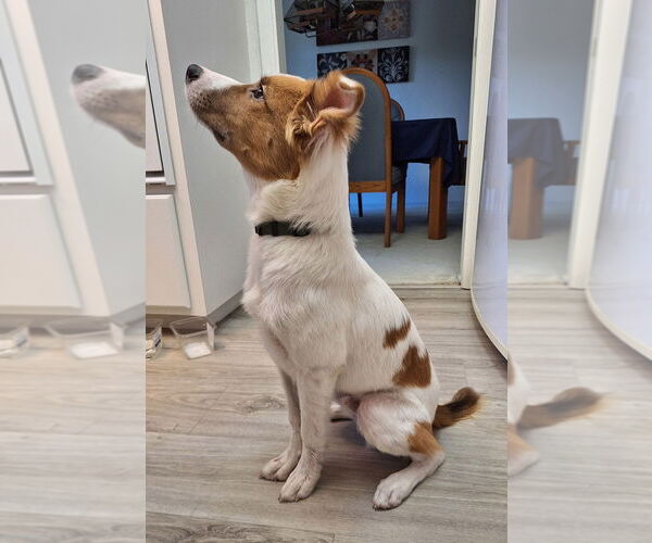 Medium Photo #1 Australian Shepherd Puppy For Sale in Woodland, CA, USA