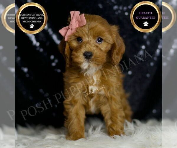 Medium Photo #1 Cavapoo Puppy For Sale in WARSAW, IN, USA