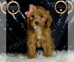 Puppy Nala Cavapoo