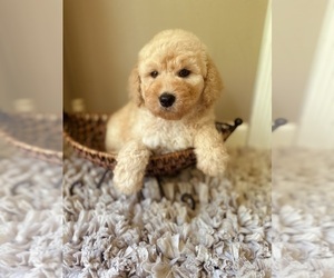 Medium Goldendoodle