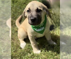 Mutt Dogs for adoption in Warrenton, VA, USA