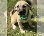 Small Mutt