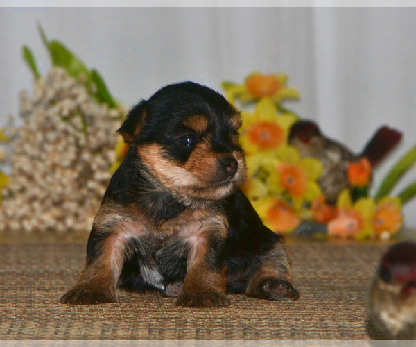 Medium Photo #2 Yorkshire Terrier Puppy For Sale in ALLEN, TX, USA