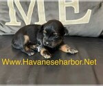 Small #1 Havanese