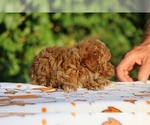 Small #22 Poodle (Toy)