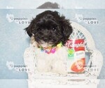 Small Photo #1 Maltipoo Puppy For Sale in SANGER, TX, USA
