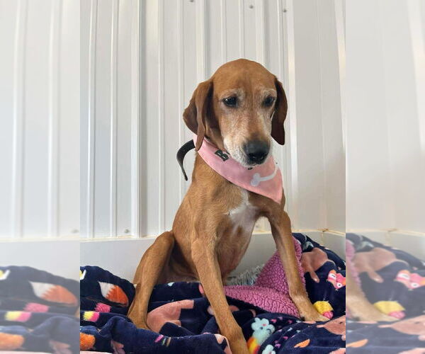 Medium Photo #4 Mutt Puppy For Sale in Osgood, IN, USA