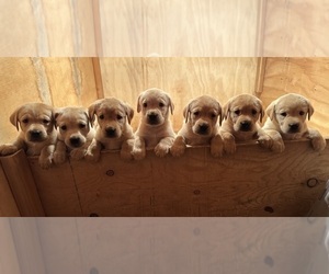 Labrador Retriever Puppy for sale in MORRISON, CO, USA