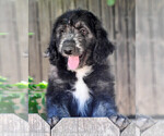 Puppy Wilby Sheepadoodle