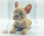 Small Photo #3 French Bulldog Puppy For Sale in CROFTON, MD, USA