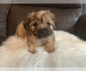 YorkiePoo Puppy for sale in ROYSE CITY, TX, USA