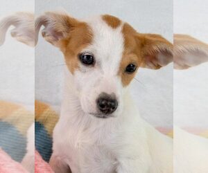 Dachshund-Jack Russell Terrier Mix Dogs for adoption in Kennesaw, GA, USA