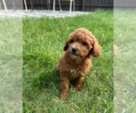 Small #3 Goldendoodle (Miniature)