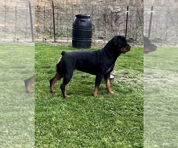 Medium Photo #15 Rottweiler Puppy For Sale in BULLS GAP, TN, USA