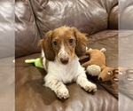 Small Photo #1 Dachshund Puppy For Sale in LANEXA, VA, USA