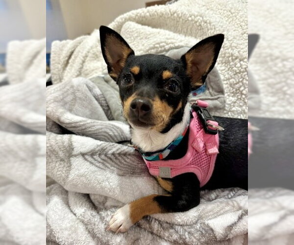 Medium Photo #6 Chihuahua-Unknown Mix Puppy For Sale in Bellevue, WA, USA