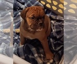 Puppy Puppy 5 Olde English Bulldogge