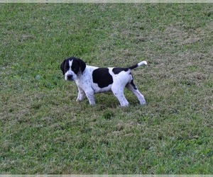 Pointer Puppy for sale in SLOANSVILLE, NY, USA