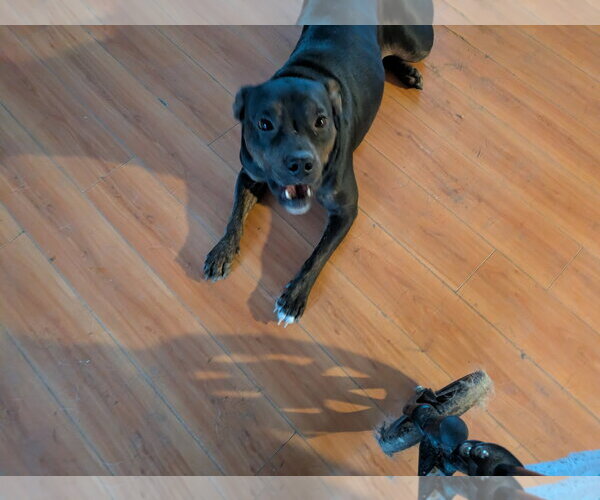 Medium Photo #3 American Staffordshire Terrier-Unknown Mix Puppy For Sale in Orange Grove, TX, USA