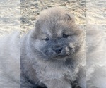 Puppy Puppy 2 Chow Chow