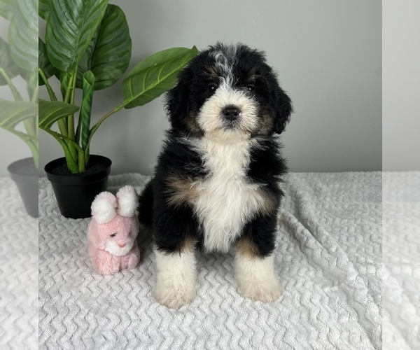 Medium Photo #4 Bernedoodle (Miniature) Puppy For Sale in FRANKLIN, IN, USA