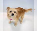 Small #5 Chihuahua Mix