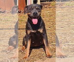 Small #2 American Pit Bull Terrier Mix