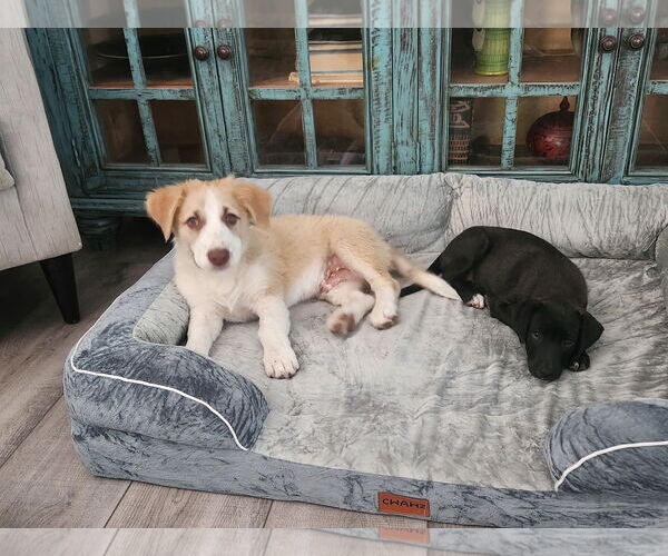 Medium Photo #5 Border Collie Puppy For Sale in Paso Robles, CA, USA