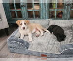 Small #4 Border Collie
