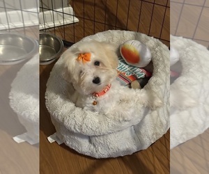 Maltipoo Puppy for sale in ROANOKE, AL, USA