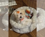 Small Maltipoo