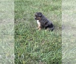 Small Photo #12 Miniature American Shepherd Puppy For Sale in POLK CITY, FL, USA