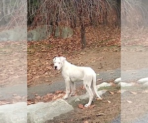 Dogo Argentino Puppy for sale in BELGRADE, ME, USA