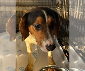 Beagle Dogs for adoption in Minneapolis, MN, USA