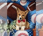 Small Pembroke Welsh Corgi