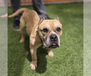 Staffordshire Bull Terrier-Unknown Mix Dogs for adoption in Las Vegas, NV, USA