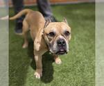 Small Staffordshire Bull Terrier Mix