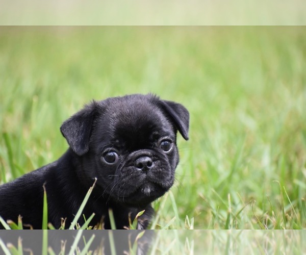 Medium Photo #1 Pug Puppy For Sale in PALM COAST, FL, USA