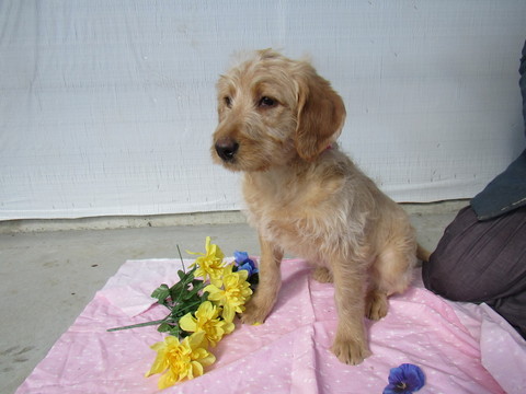 Medium Photo #1 Labradoodle Puppy For Sale in LEO, IN, USA