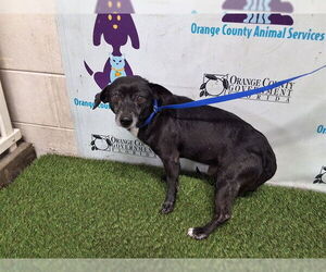 Chihuahua Dogs for adoption in Orlando, FL, USA