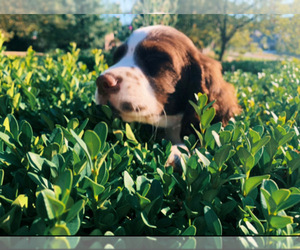 English Springer Spaniel Puppy for sale in PLYMOUTH, MI, USA