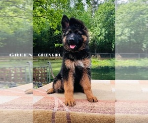 German Shepherd Dog Puppy for sale in GADSDEN, AL, USA