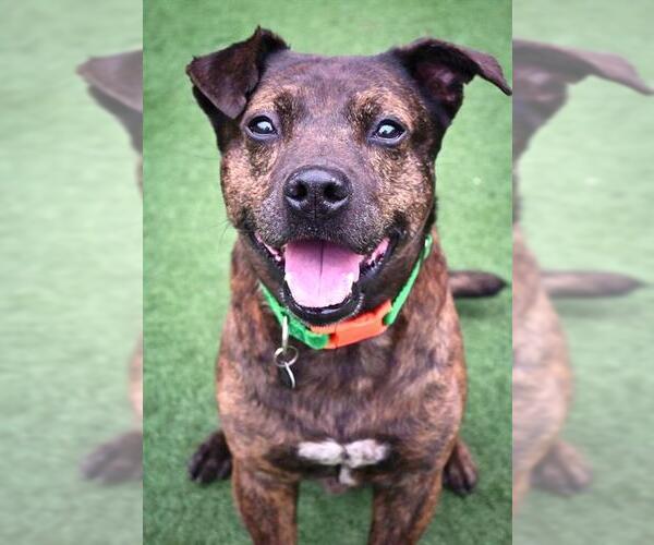 Medium Photo #2 Chinese Shar-Pei-Unknown Mix Puppy For Sale in Sacramento, CA, USA