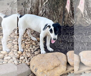 Dewey - Male Catahoula Leopard Dog-Labrador Retriever Mix Dog for Adoption - Photo #2